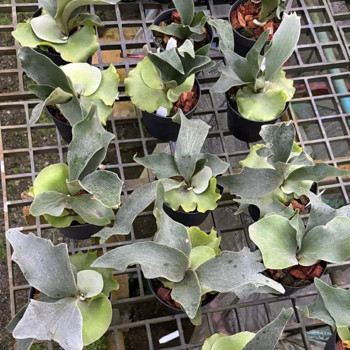 Platycerium Ginka