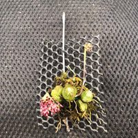 Bulbophyllum tripaleum