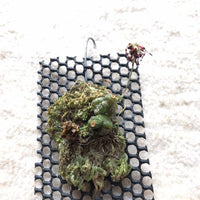 Bulbophyllum tripaleum