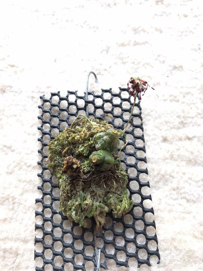 Bulbophyllum tripaleum