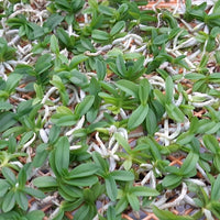 Schoenorchis fragrans