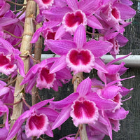 Dendrobium Mentor