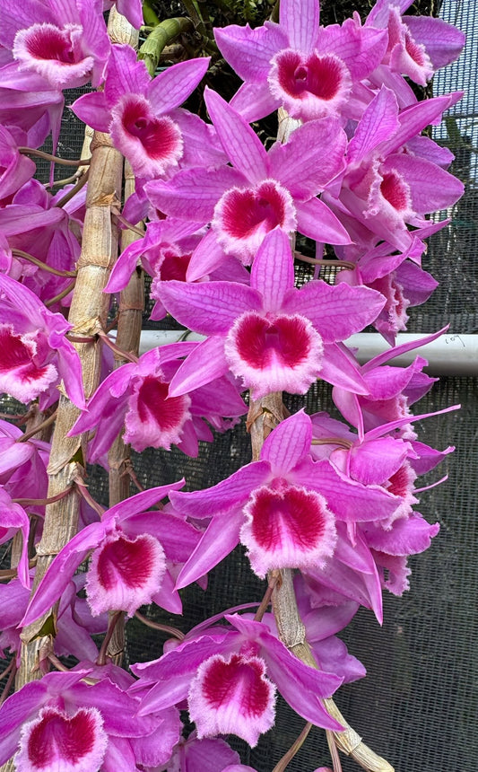 Dendrobium Mentor