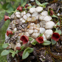 Porpax thaithongiae