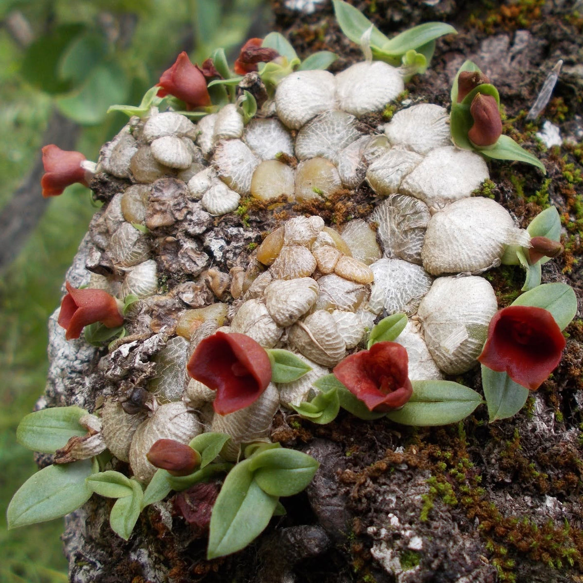 Porpax thaithongiae