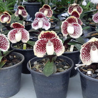 Paphiopedilum godefroyae (select)