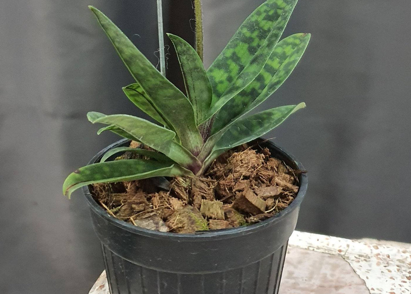 Paphiopedilum tonsum