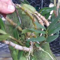 Dendrobium cruentum