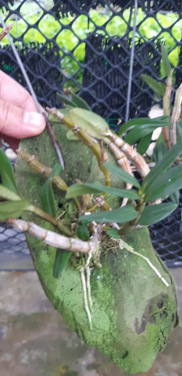 Dendrobium cruentum