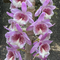 Dendrobium New hope