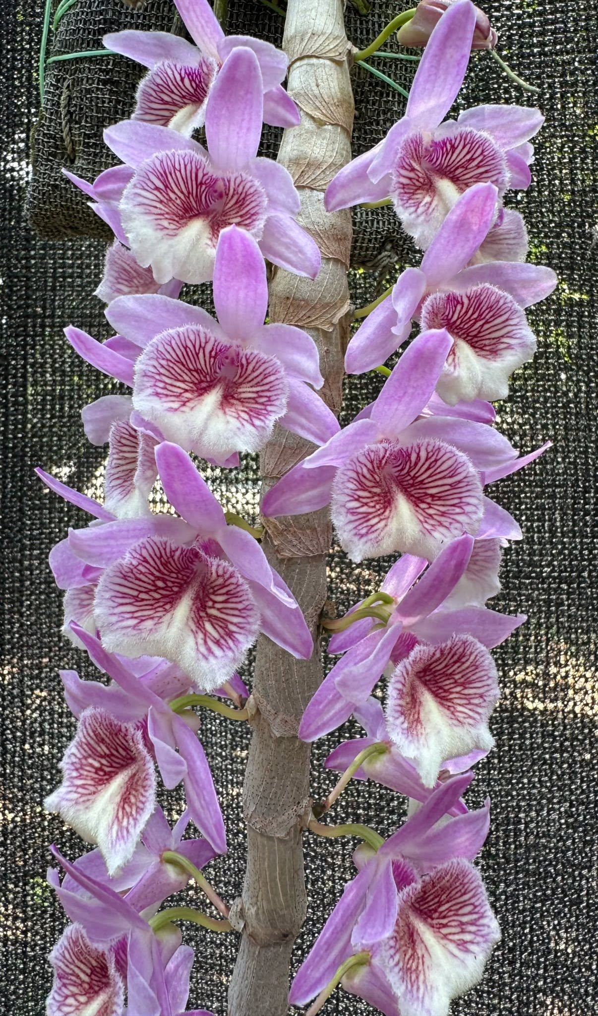 Dendrobium New hope
