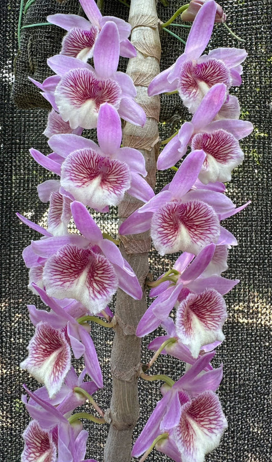 Dendrobium New hope