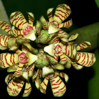 Acampe papillosa