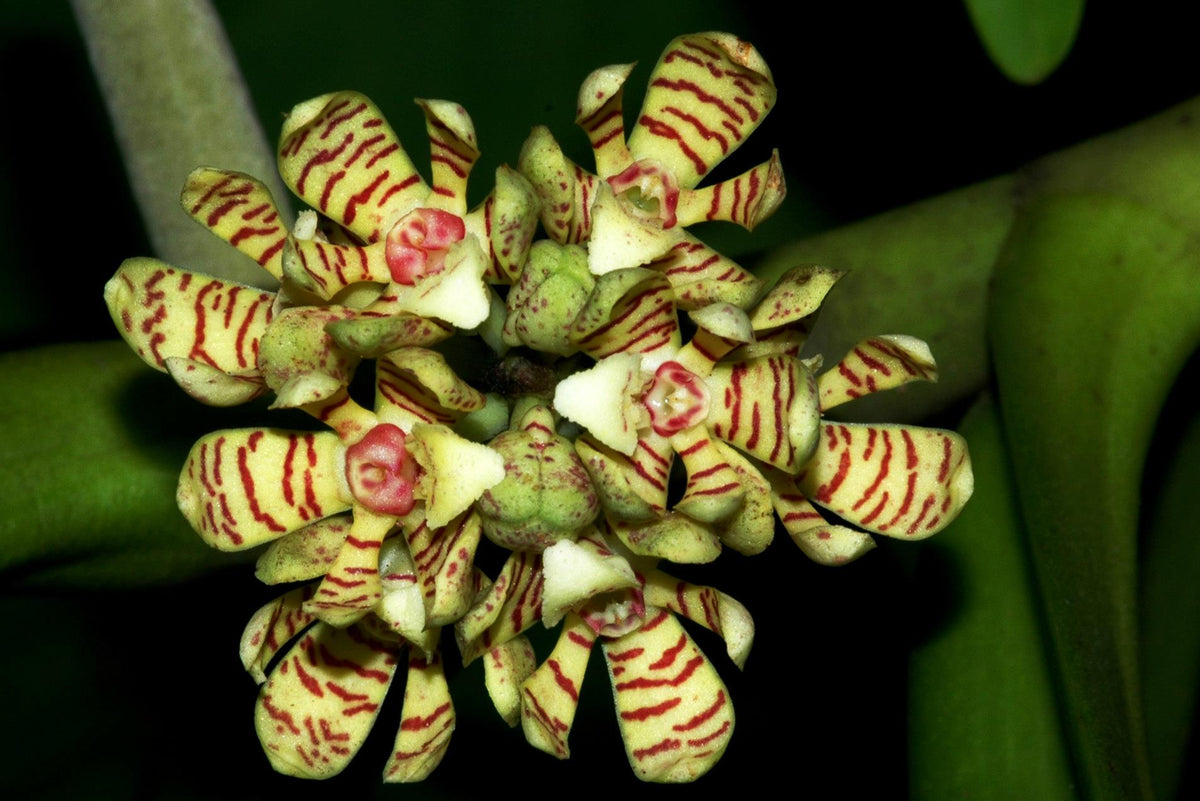 Acampe papillosa