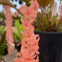 Dendrochilum hampelii