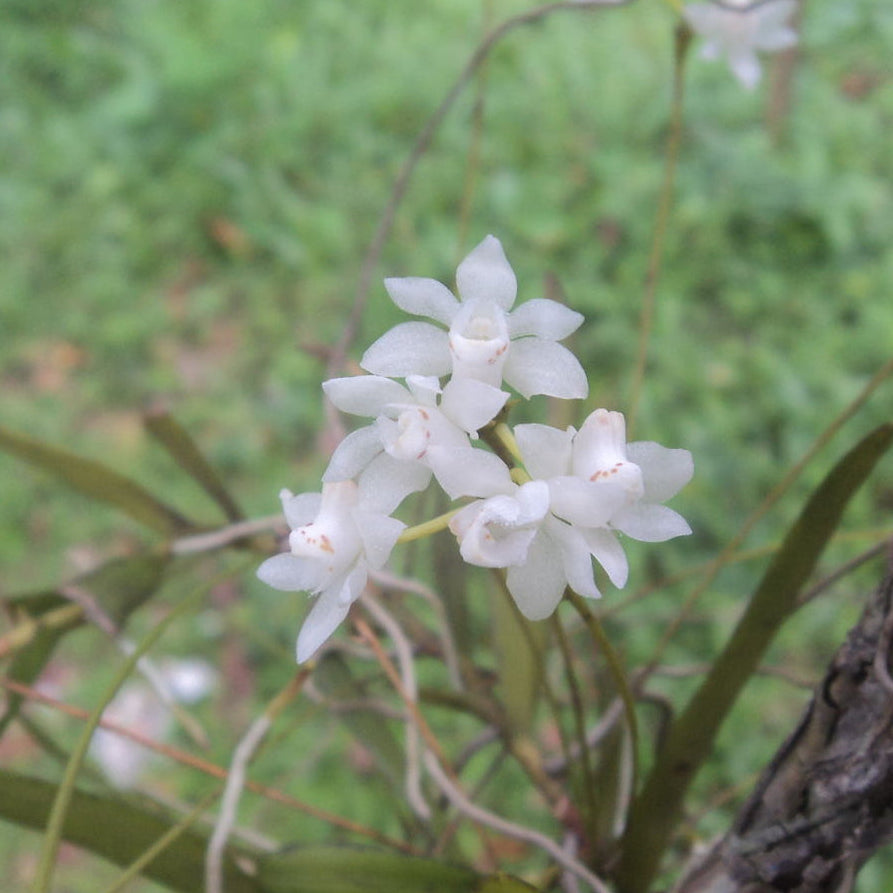 Thrixspermum pulchellum