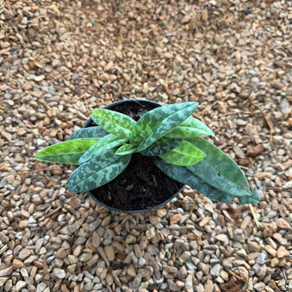 Paphiopedilum wardii