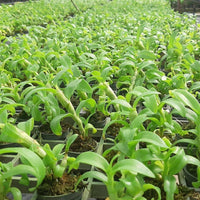 Dendrobium Mentor