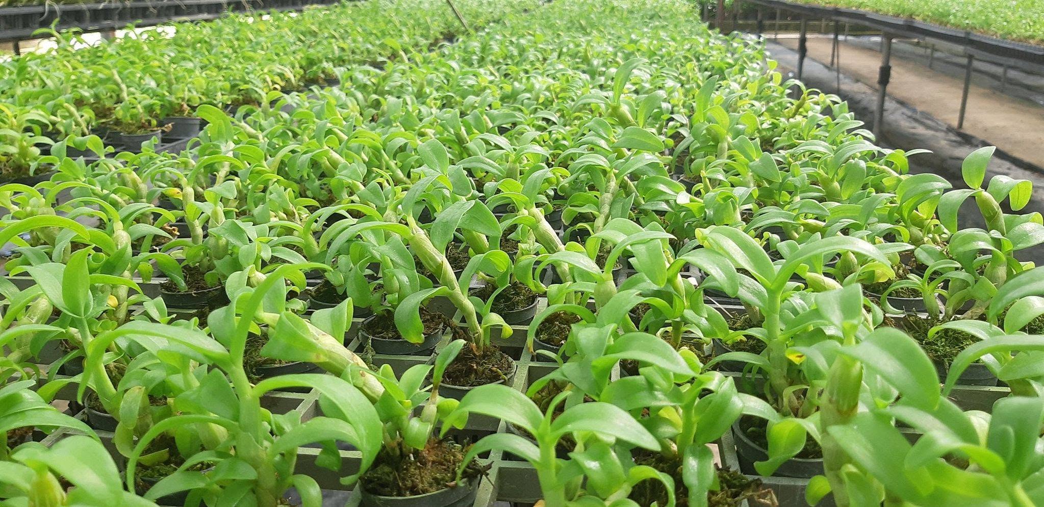 Dendrobium Mentor