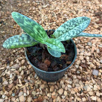 Paphiopedilum hookerae