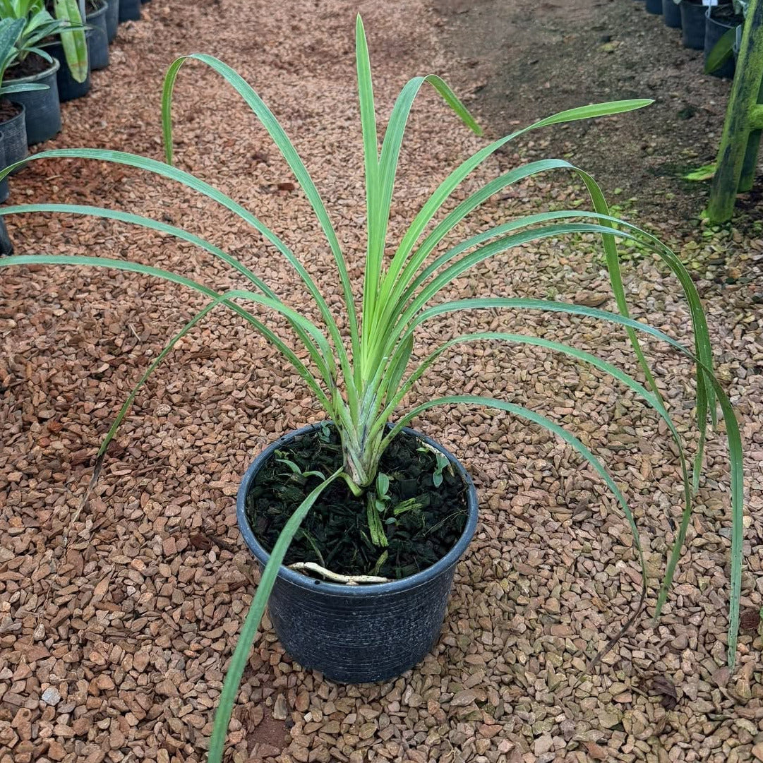 Cymbidium insigne