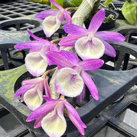 Dendrobium primulinum