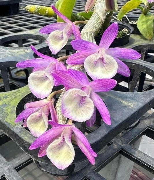 Dendrobium primulinum
