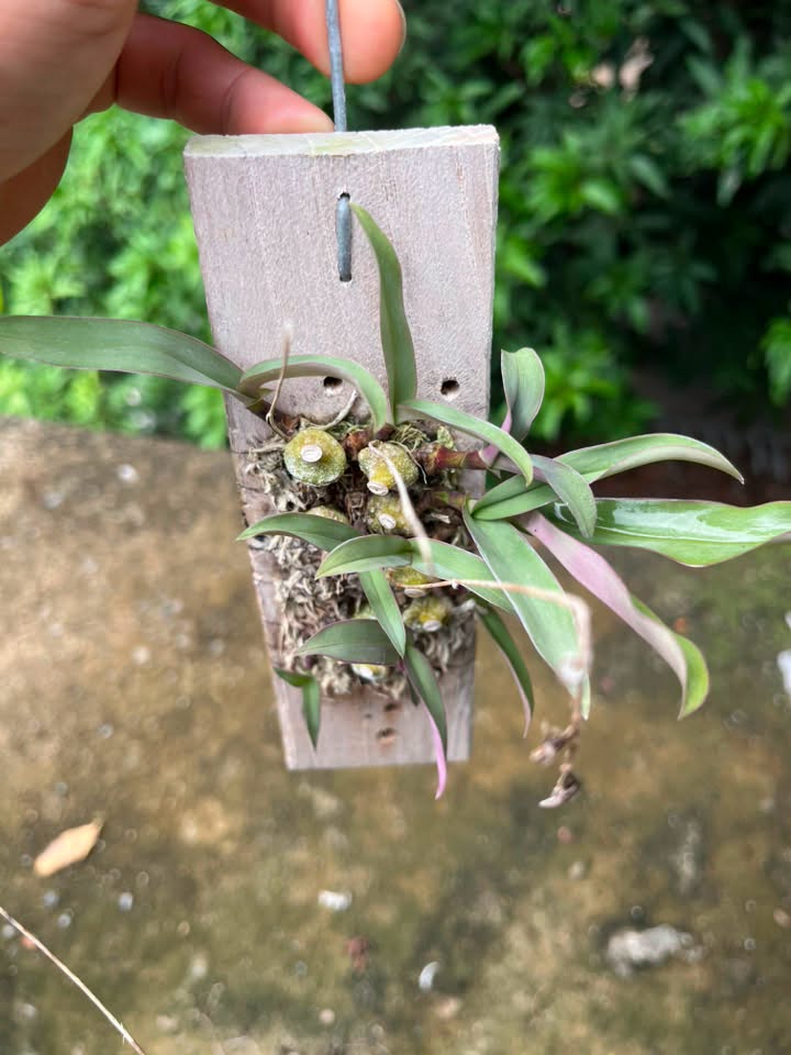 Bulbophyllum triste