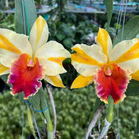 Rhyncholaeliocattleya Amazing Thailand ‘Gold Star’ (Rlc. Amazing Thailand  Gold Star)