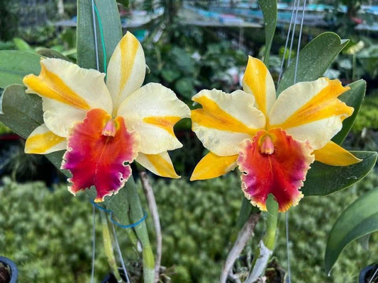 Rhyncholaeliocattleya Amazing Thailand ‘Gold Star’ (Rlc. Amazing Thailand  Gold Star)