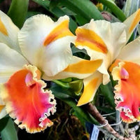 Rhyncholaeliocattleya Amazing Thailand ‘Gold Star’ (Rlc. Amazing Thailand  Gold Star)