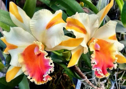 Rhyncholaeliocattleya Amazing Thailand ‘Gold Star’ (Rlc. Amazing Thailand  Gold Star)