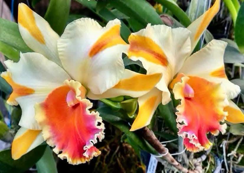 Rhyncholaeliocattleya Amazing Thailand ‘Gold Star’ (Rlc. Amazing Thailand  Gold Star)