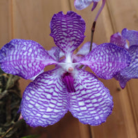 Vanda coerulea (Laos)