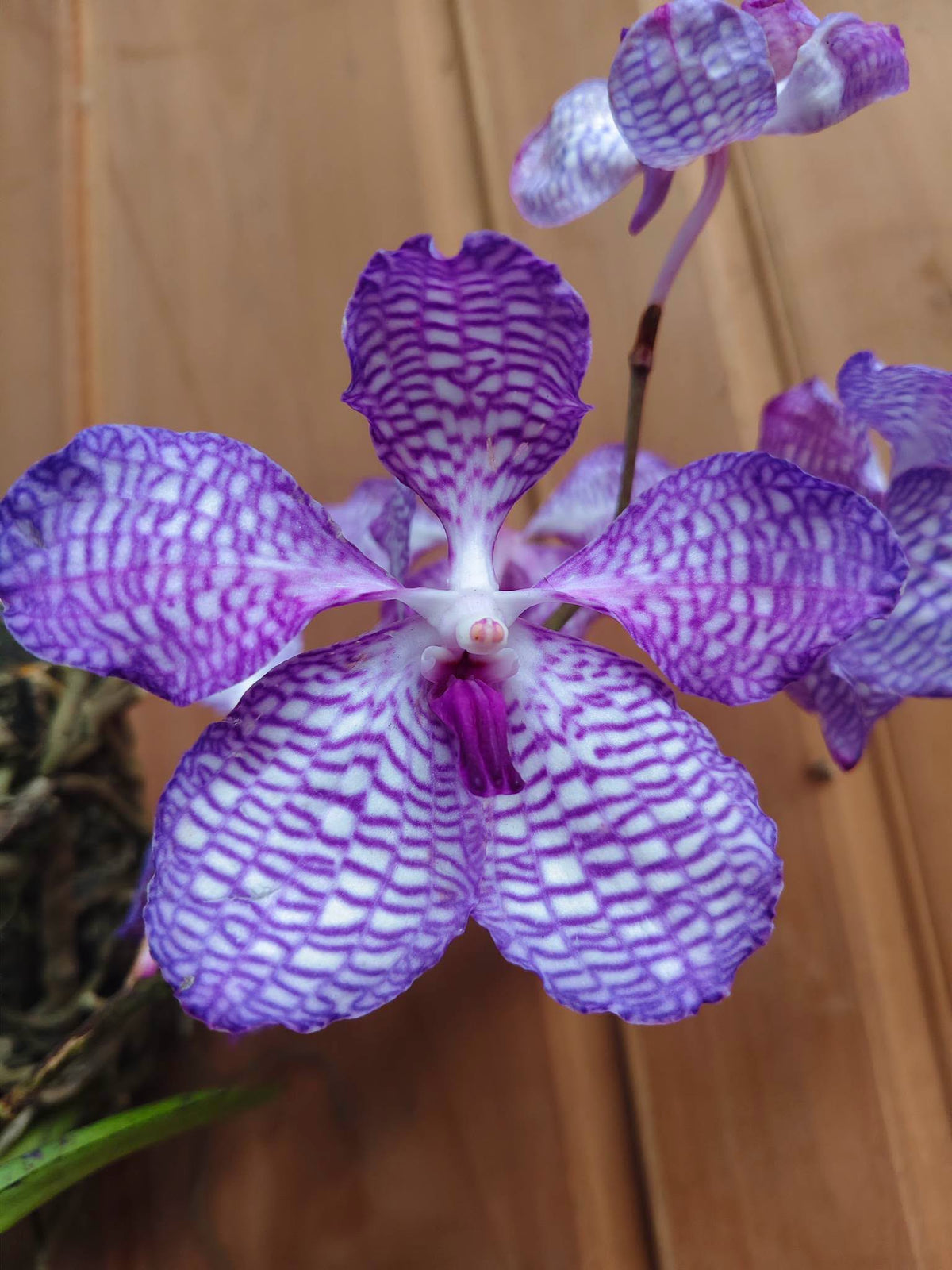 Vanda coerulea (Laos)