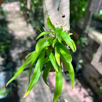 Dendrobium peguanum