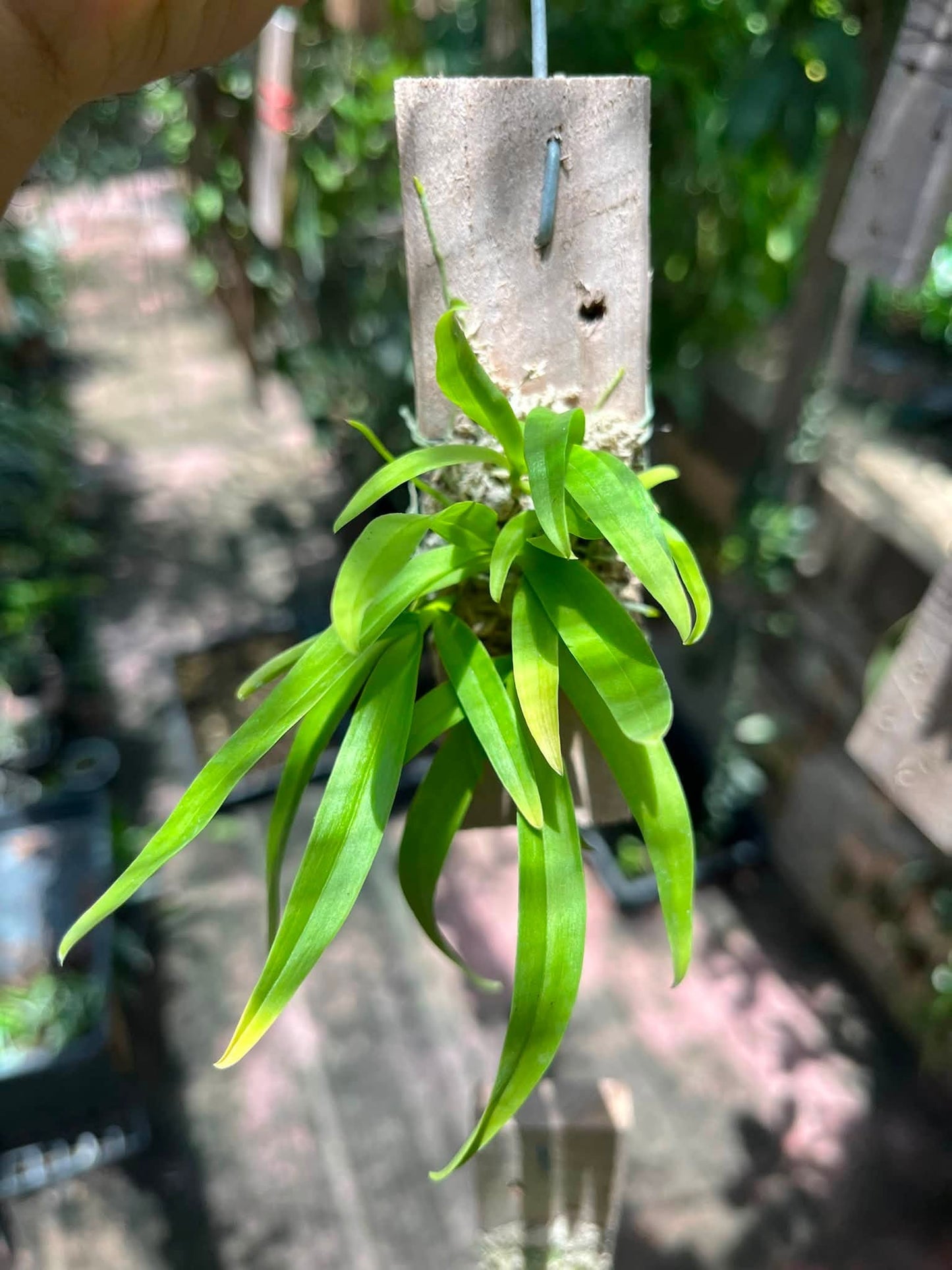 Dendrobium peguanum