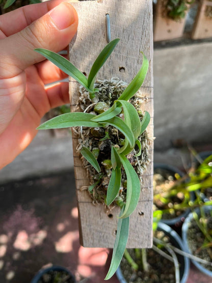 Bulbophyllum lemniscatum