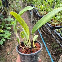 Cattleya trianae