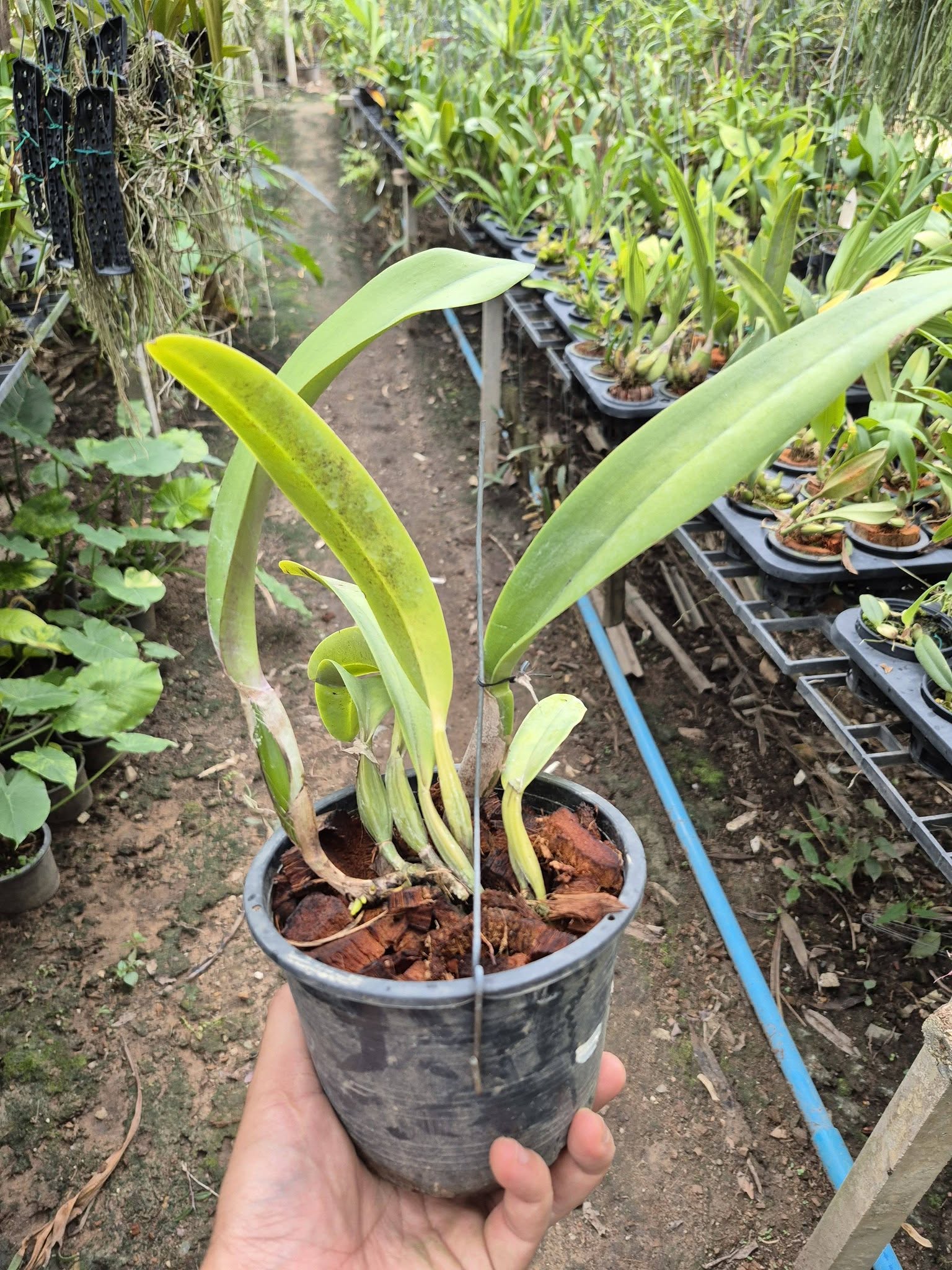 Cattleya trianae