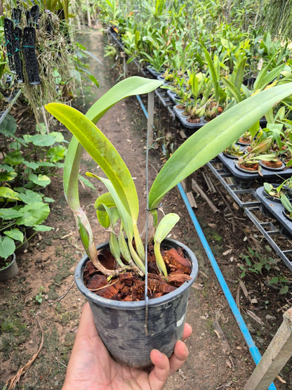 Cattleya trianae