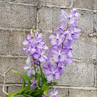 Vanda coerulea (Laos)