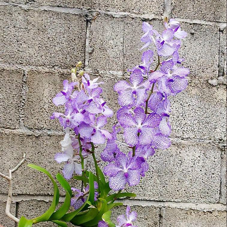 Vanda coerulea (Laos)