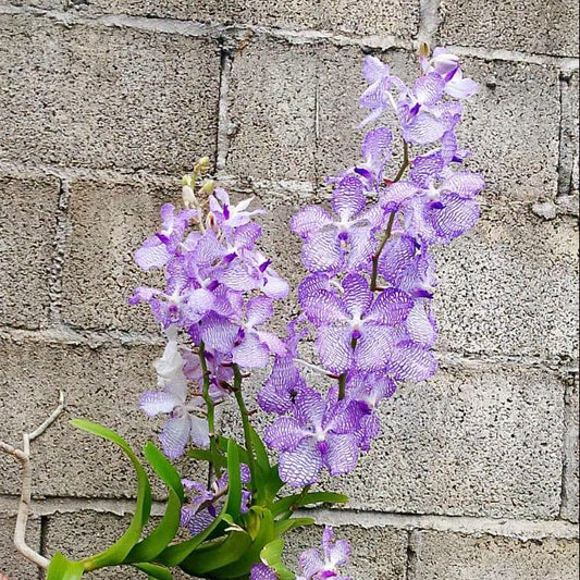 Vanda coerulea (Laos)