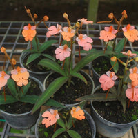 Habenaria carnea x Habenaria rodocheila orange