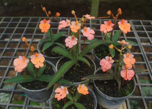 Habenaria carnea x Habenaria rodocheila orange