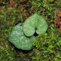 Nervilia marmorata