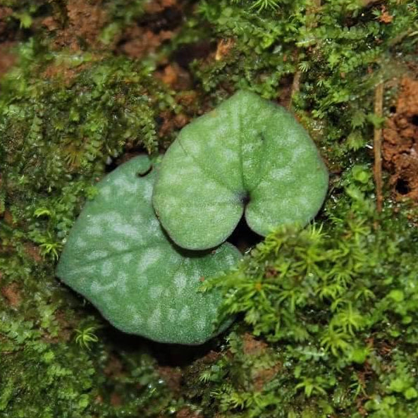 Nervilia marmorata