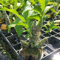 Catasetum Penang Red