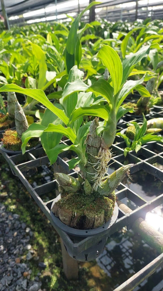 Catasetum Penang Red